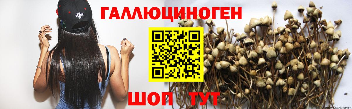 Псилоцибиновые грибы Psilocybine cubensis Верхняя Пышма